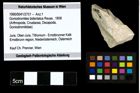 Foto (Objekt + Etiketten) von Goniodromites bidentatus (Reuss, 1858) 